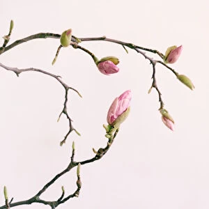 Magnolia branch with flower buds