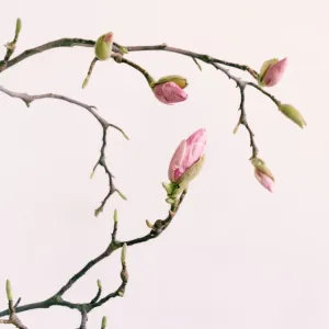 Magnolia Branch Print with Pink Flower Buds