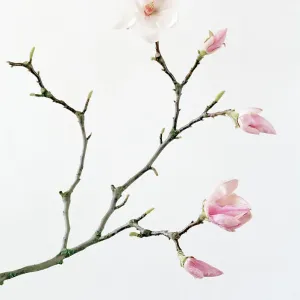 Magnolia buds and flowers