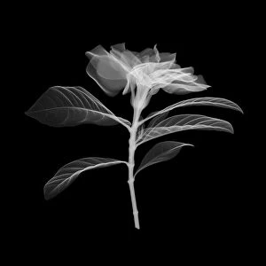 Magnolia flower, X-ray