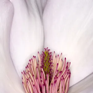 Magnolia sargentiana Flower Detail