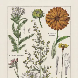 Magnoliids, Asteraceae, chromolithograph, published in 1895