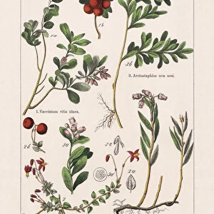 Magnoliids, Asterids, chromolithograph, published in 1895