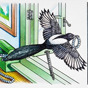 Magpie flying away through open window with piece of jewellery in its beak