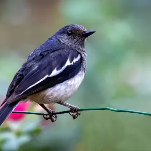 Magpie-robin (Copsychus saularis) Magpie-robin (Copsychus saularis)