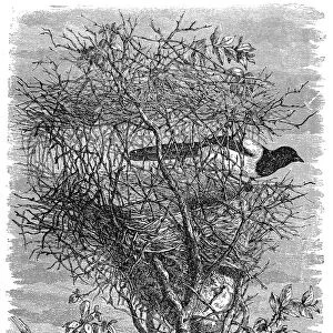 Magpies nest