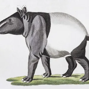 Maiba (Tapirus indicus), hand-coloured copperplate engraving from Friedrich Justin Maiba (Tapirus indicus), hand-coloured copperplate engraving from Friedrich Justin