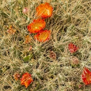 Maihueniopsis cactus -Maihueniopsis colorea-, flowering, Arica y Parinacota Region, Chile