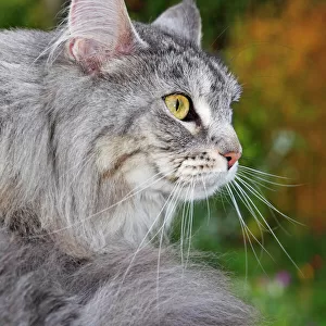 Maine Coon, American Longhair, cat sitting in a garden