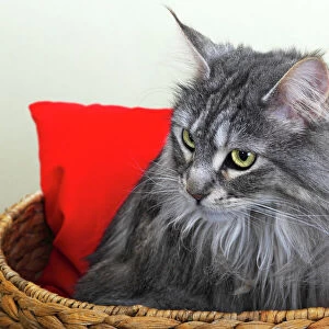 Maine Coon cat in a basket with a red cushion, Germany