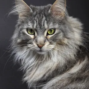 Maine Coon cat, Germany