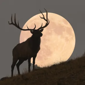 Majestic Bull Elk and Full Moon Rise (composite)