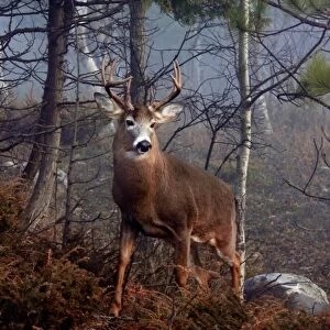 His Majesty - White-tailed deer