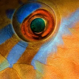 Parrot Fish Eye Print