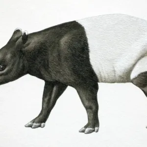 Malayan Tapir, Tapirus indicus, side view