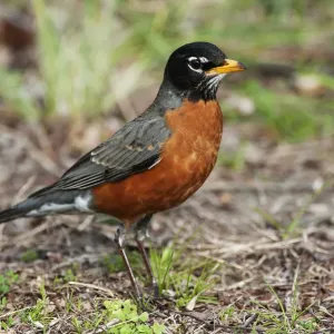 Male American Robin Spring Print