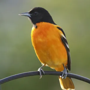 Male Baltimore Oriole