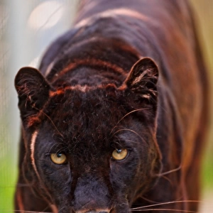 Nature & Wildlife Metal Print Collection: Black Leopards