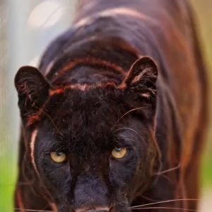 Male black panther walking