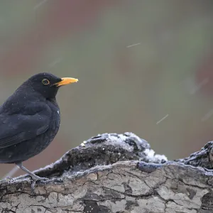 Male blackbird -Turdus merula-