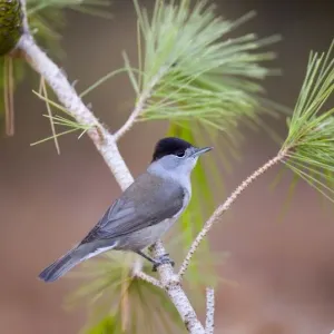Male blackcap print, perched on a pine branch in Israel Male blackcap print, perched on a pine branch in Israel