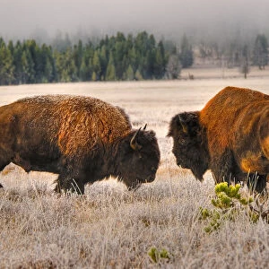 Male Buffalo / Bison Squaring Off