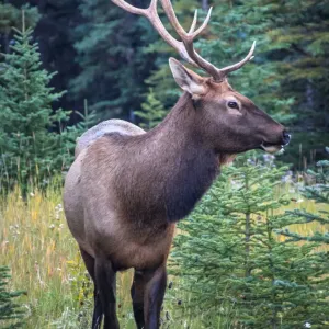 Male Bull Elk Print - Banff National Park, Alberta, Canada Male Bull Elk Print - Banff National Park, Alberta, Canada