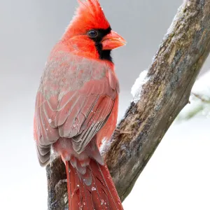 Male Cardinal