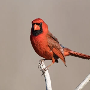 Male Cardinal on a Branch