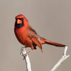 Male Cardinal on a Branch Male Cardinal on a Branch