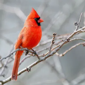 Northern Cardinal Print: Grey Winter Sky Northern Cardinal Print: Grey Winter Sky