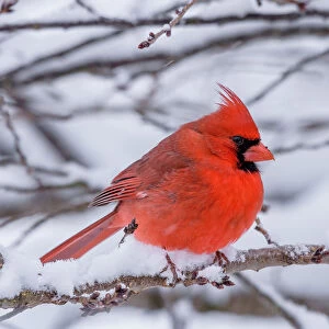 Male Cardinal perched during a snow storm