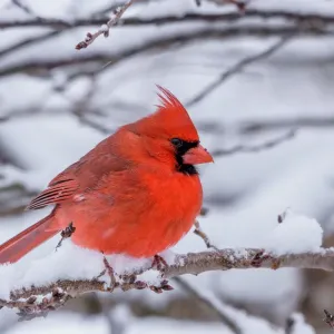 Male Cardinal Perched During Snow Storm Print Male Cardinal Perched During Snow Storm Print