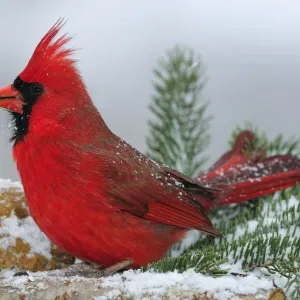 Northern Cardinal Print in Winter Landscape with Snow Northern Cardinal Print in Winter Landscape with Snow
