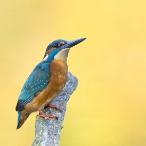 Male Common kingfisher (Alcedo atthis) sitting on a branch, North Hesse, Hesse, Germany