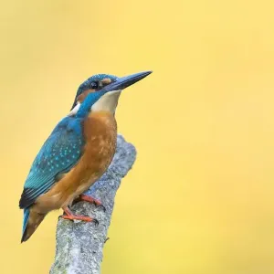 Male Common Kingfisher Print - Perched on a Branch, North Hesse Male Common Kingfisher Print - Perched on a Branch, North Hesse