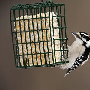 Male downy woodpecker at suet feeder