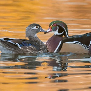 male and female wood ducks in autumn