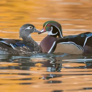 Autumn Wood Ducks Print Autumn Wood Ducks Print