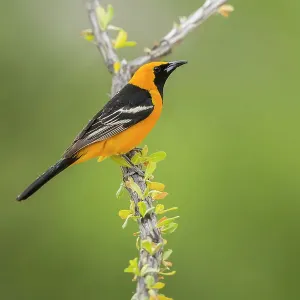 Male Hooded oriole (Icterus cucullatus)