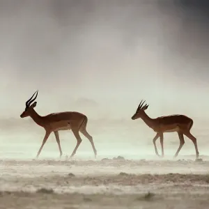 Male Impalas Walking in Dust (Aepyceros Melampus) Male Impalas Walking in Dust (Aepyceros Melampus)