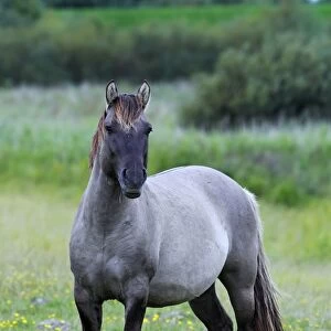 Male konik horse (Equus przewalskii f. caballus), stallion, Tarpan back breeding