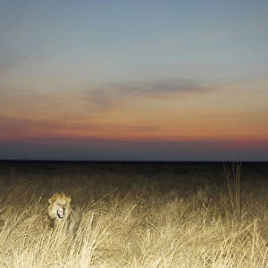 A male Lion (Panthera leo)
