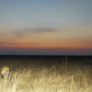 A male Lion (Panthera leo)