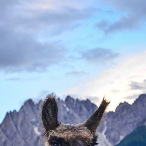 Male llama posing before alpine landscape, Italy