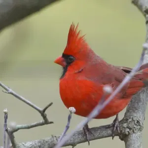 Male Northern Cardinal (Cardinalis cardinalis) Male Northern Cardinal (Cardinalis cardinalis)