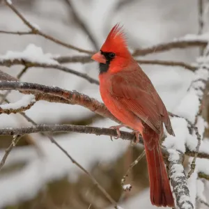 Male Northern Cardinal perched in snow Print Male Northern Cardinal perched in snow Print