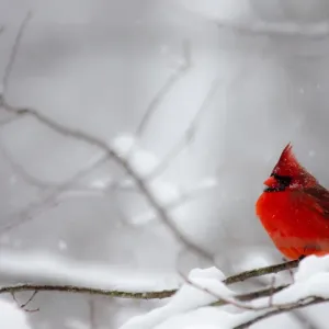 Male Northern Cardinal Print on Tree Branch in Snow Male Northern Cardinal Print on Tree Branch in Snow