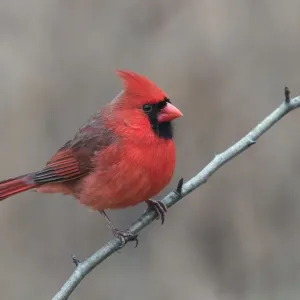 Male Northern Cardinal Print, Kentucky Winter Scene Male Northern Cardinal Print, Kentucky Winter Scene