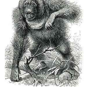Male orangutan furious drawing 1898